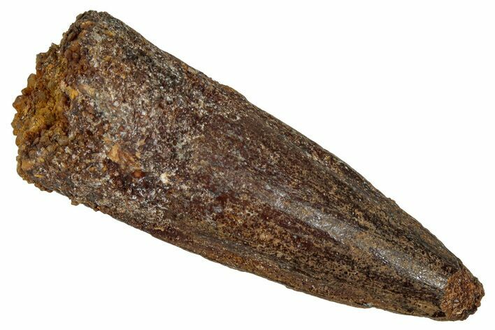 Fossil Spinosaurus Tooth - Real Dinosaur Tooth #353052